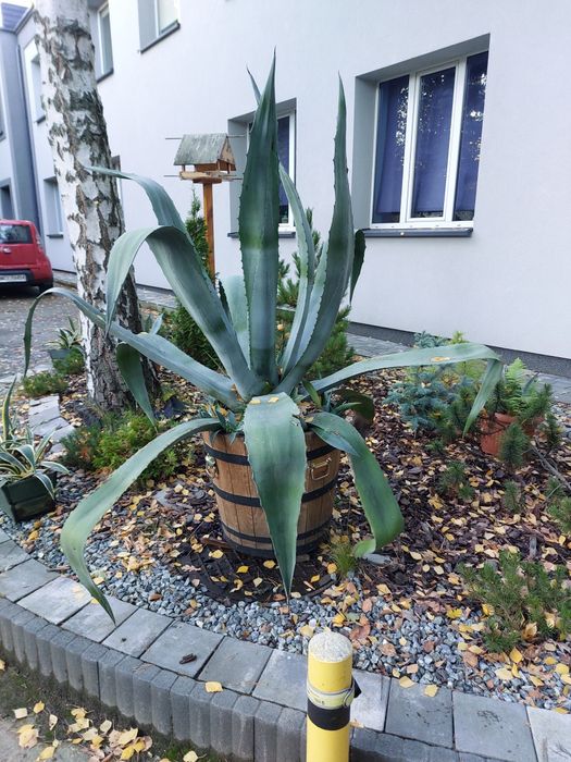 Agawa Amerykańska Duża