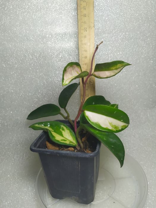 Шефлера Жанин Janine, антуріум, хойя