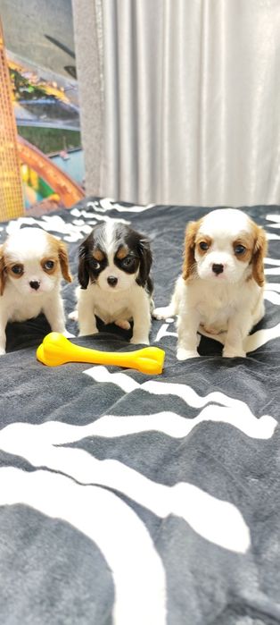 Кавалер кинг чарльз-спаниель мальчики