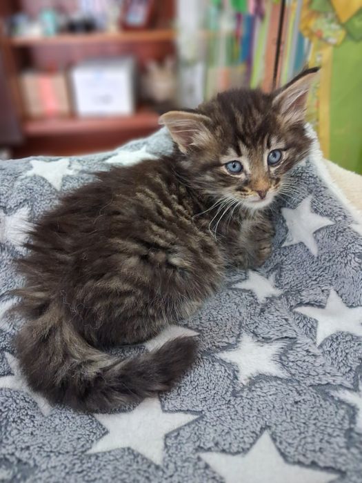 Gatinho  Bosques da Noruega com lop