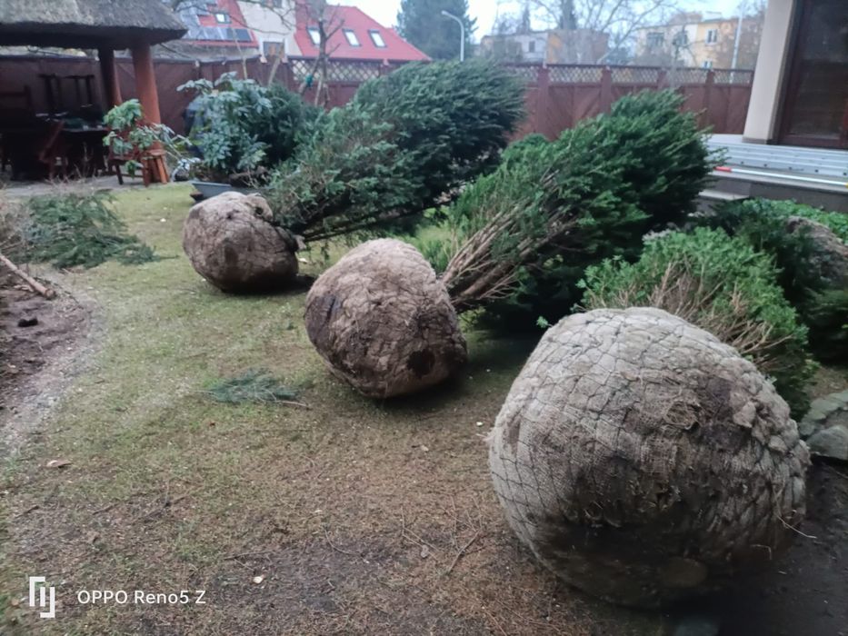 Nasadzenia drzew krzew " zastepcze " w ogrodzie Ogrodnik wycinka fvat