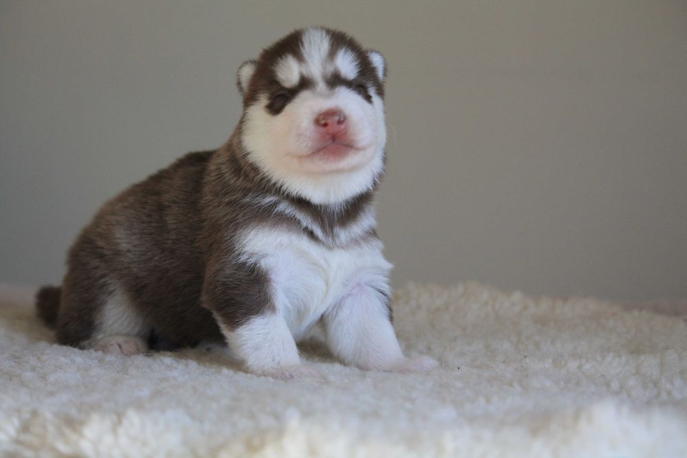 siberian husky urocza brązowo-biała suczka FCI
