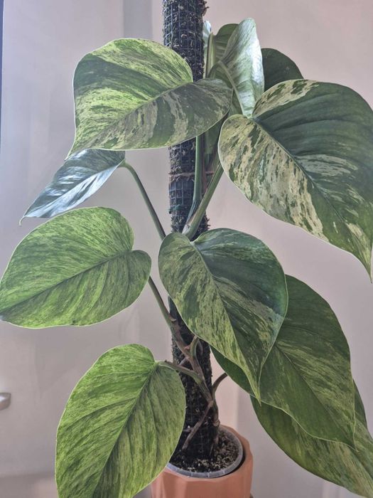 Epipremnum Marble Queen
