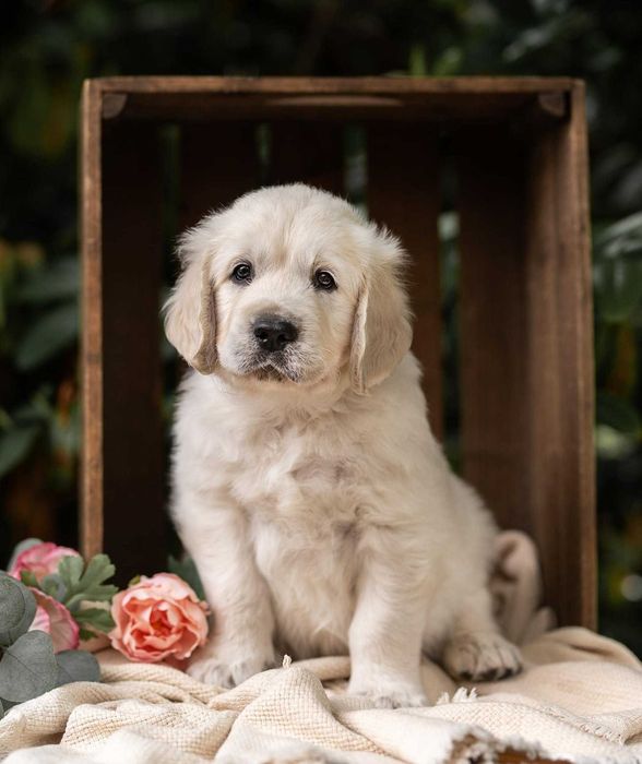 Golden Retriever