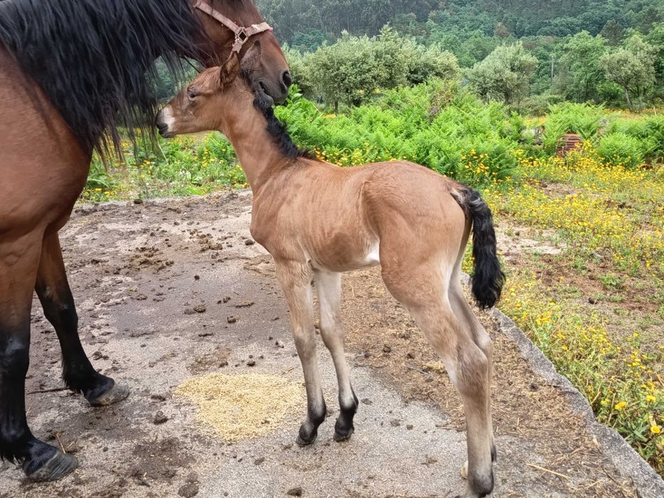 Égua Alter Real com poldro filho Lord Plus