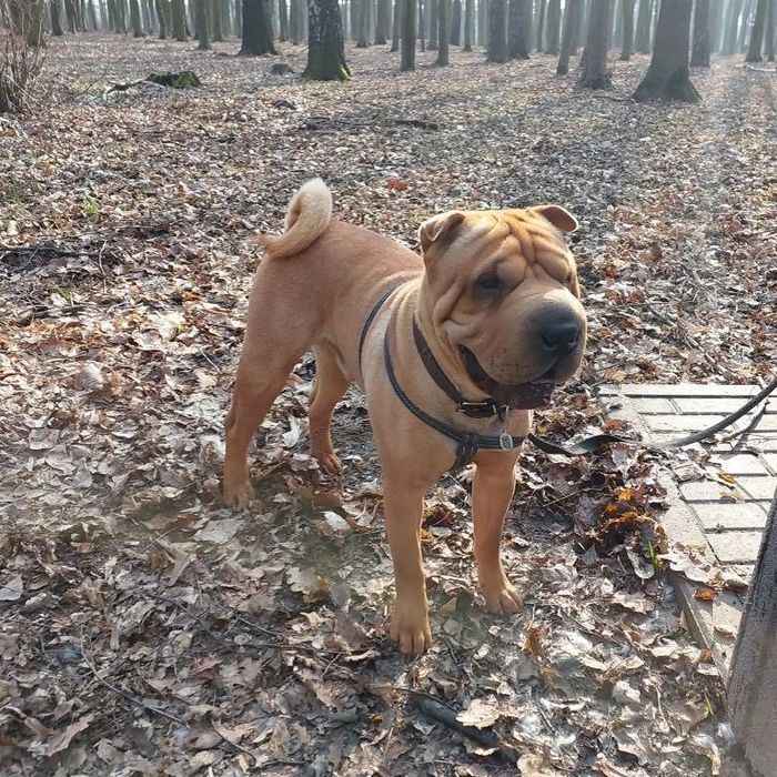 В'язка Шар-пей, вязка Шарпей, шукаємо подругу, случка