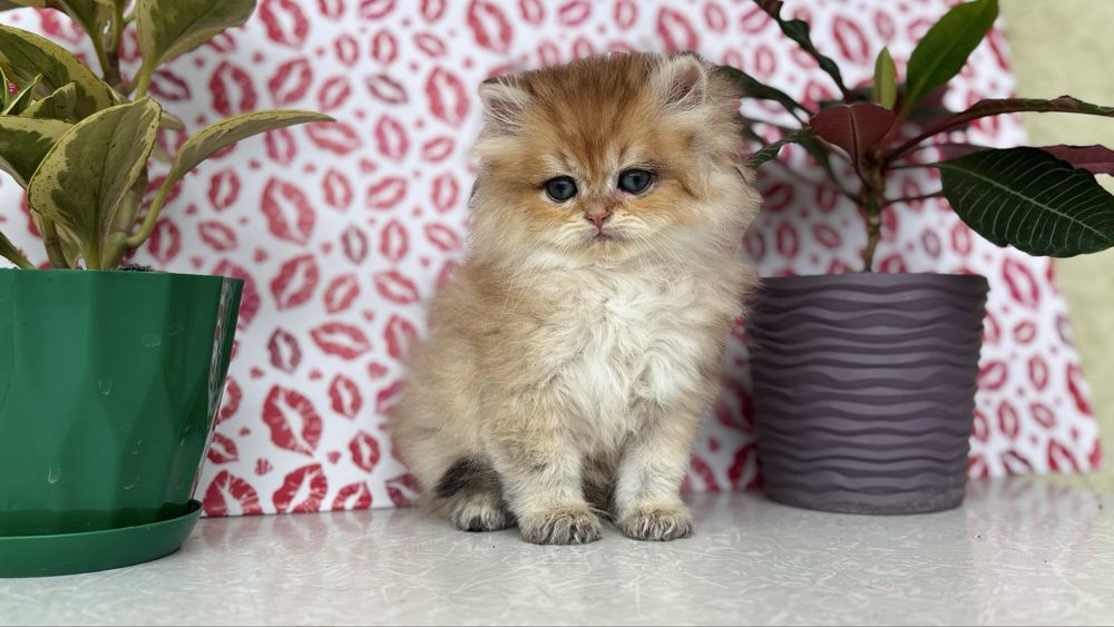 Котик золотої шиншили