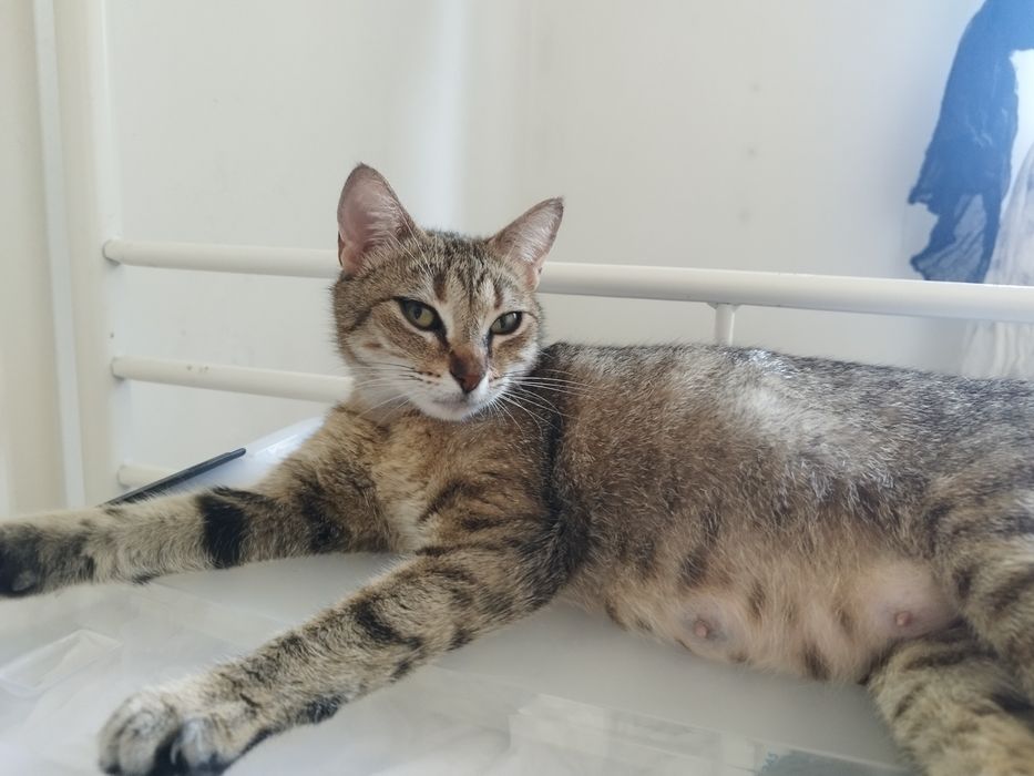 Gatinha para adoção responsável