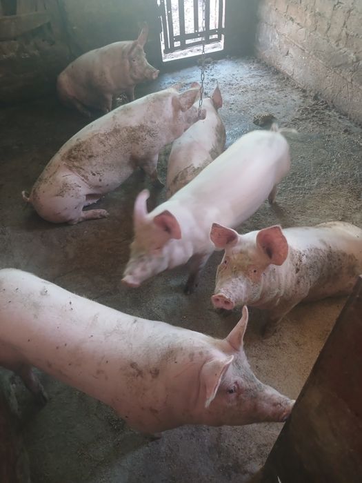 Продам свиней живою вагою.