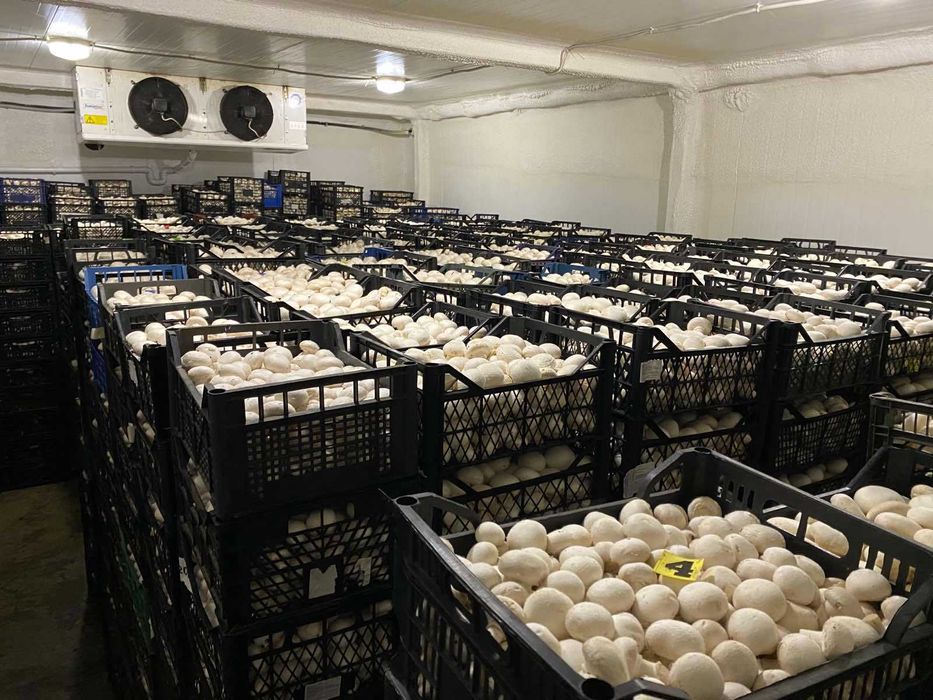 Агропромисловий комплекс по вирощуванню грибів.