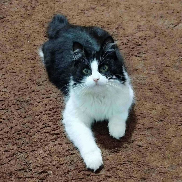 Długowłosa kotka w typie rasy szuka domu