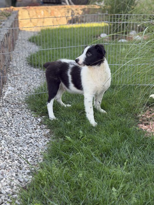 Piesek border collie czarno biały