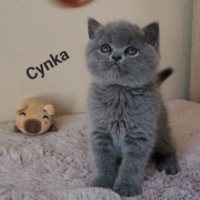Kot brytyjski kociak