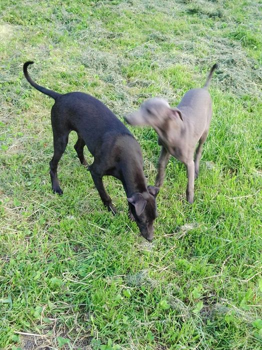 Chart Angielski Whippet