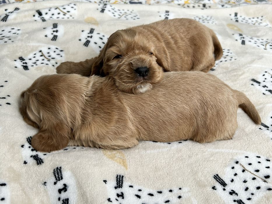 Urocza Złota Suczka - Cocker Spaniel Angielski