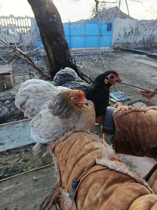 Инкубационное яйцо карликовый кокинхин