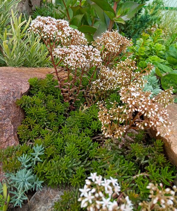 СУКУЛЕНТИ ВУЛИЧНІ. Очиток, седум, молодило