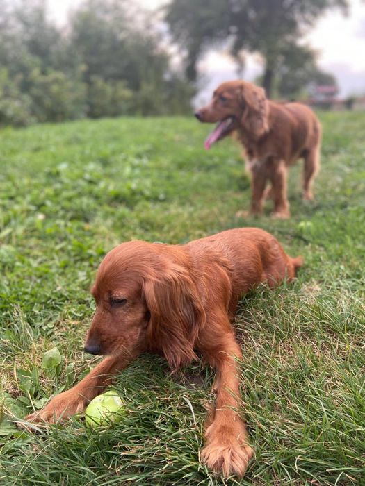 Дівчинка Англійський кокер спаніель