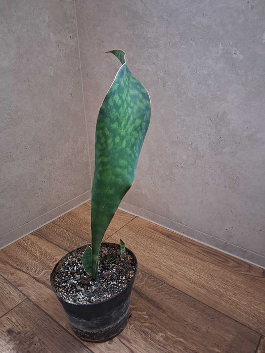Sanseveria masoniana