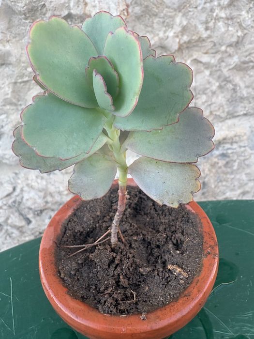 Suculentas Aptenia cordifolia (rosinha- do-sol; Graptopetalum Paraguayense;Sedeveria Letizia; Crassula Money Maker ; Planta- do -ouro etc- preço 0,50€
