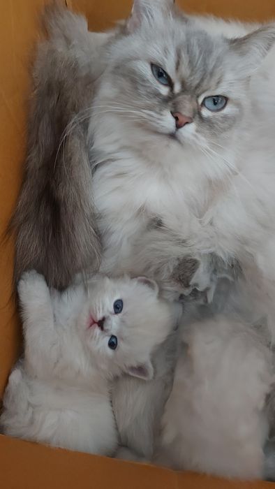 Котенятка Регдол Ragdoll
