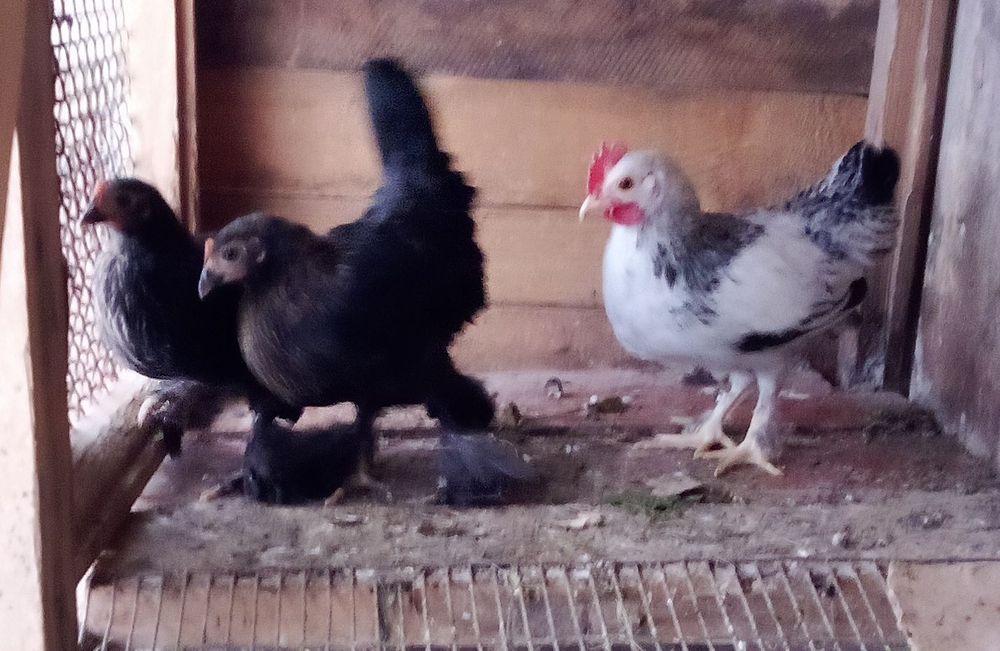 Порода Бентамка продам