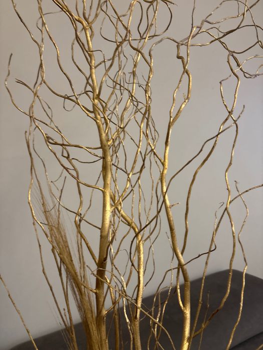 Wierzba mandżurska malowana