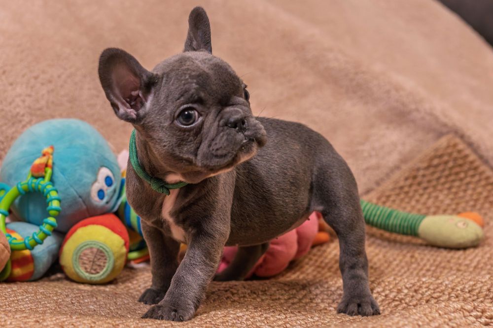 Buldog francuski szczeniak suczka niebieska blue