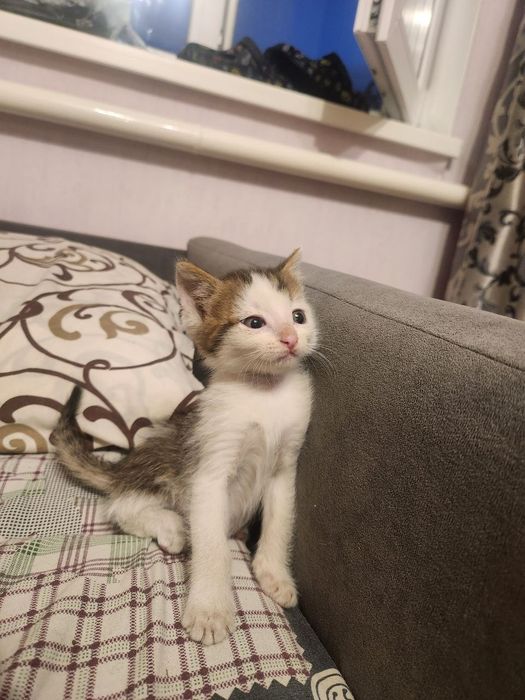 Отдаются котята в хорошие руки