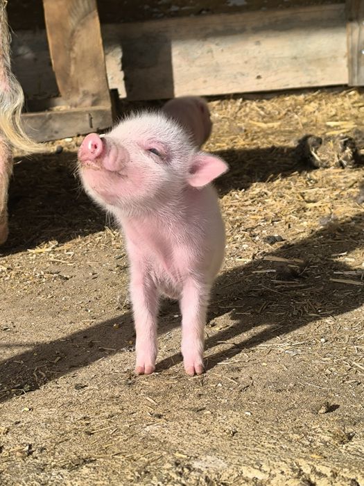 mini pigs- porco anão