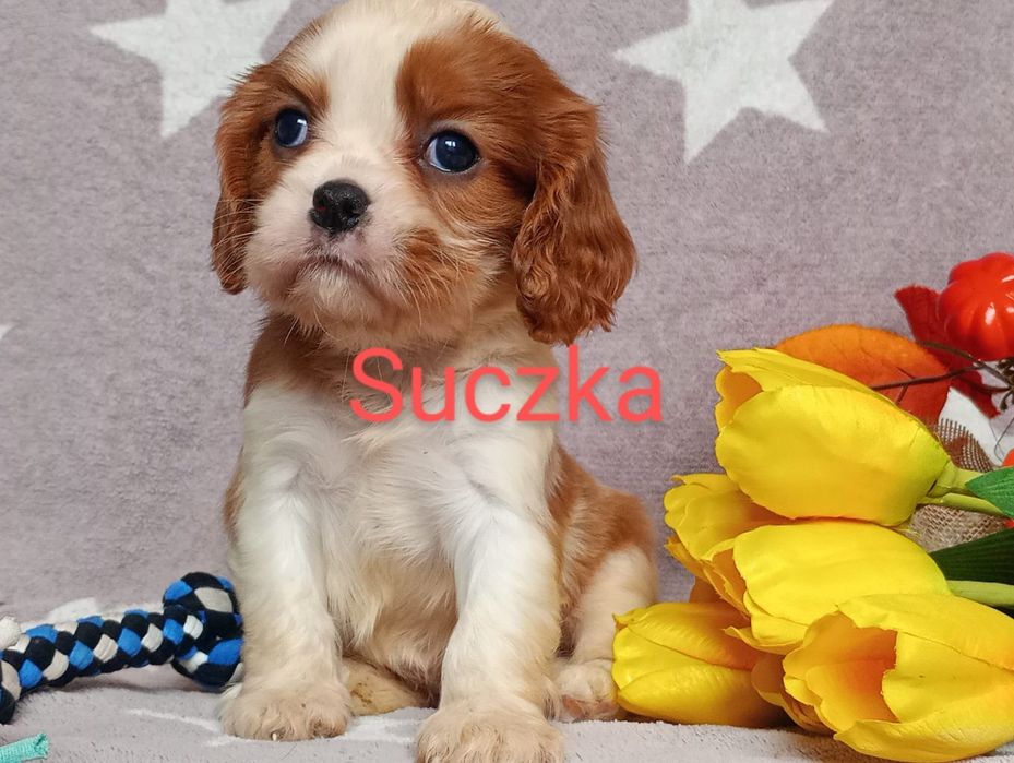 Cavalier king charles spaniel szczenię