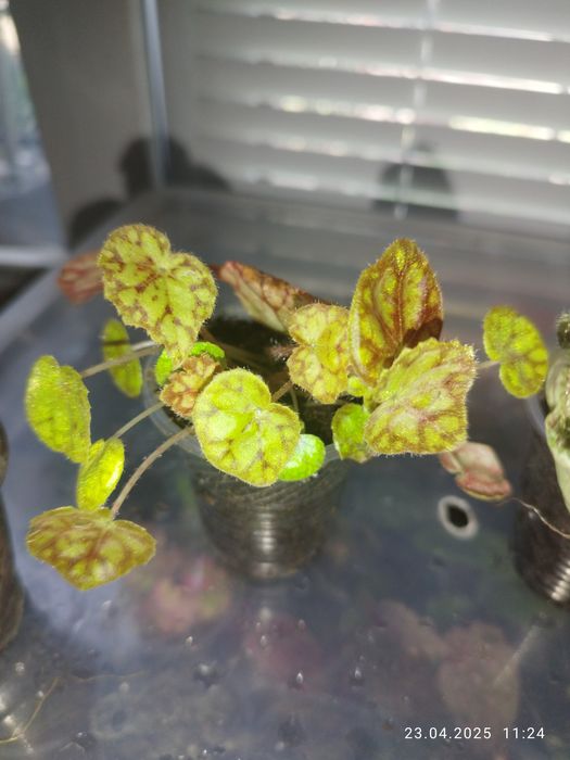 Бегонія Amphioxus, Autumn Ember