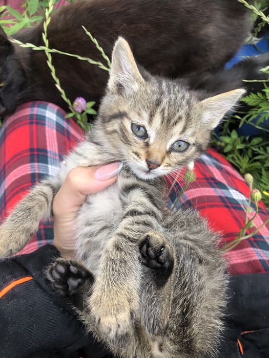 Кошенята терміново шукають дім