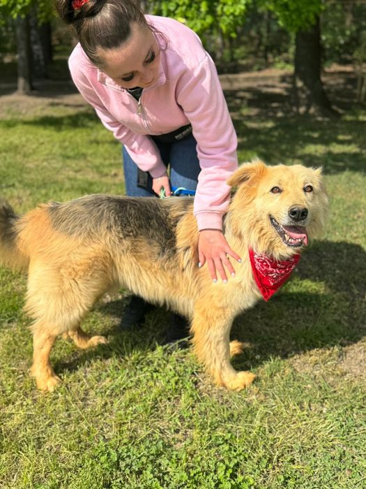 Piesek około pięc  lat