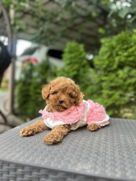 Vip мальтипу малышка