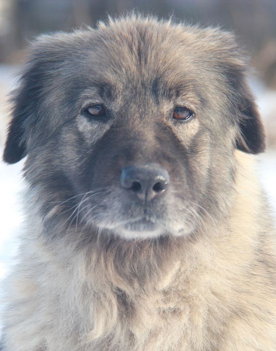 Suczka owczarka Kraskiego szuka domu