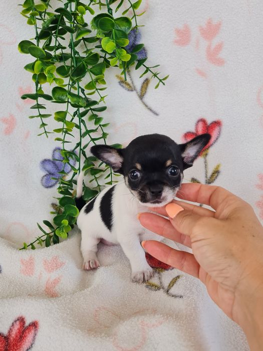Excelente mini menina Chihuahua/Chiuaua Linhagem Russa de Qualidade