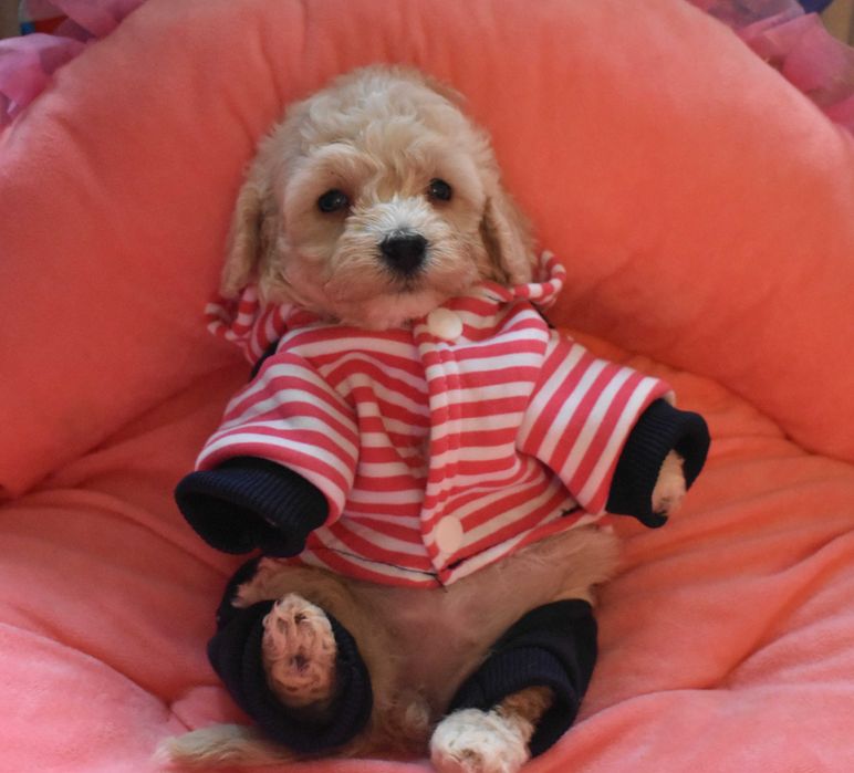 suczka maltipoo badania genetyczne