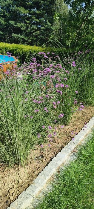 5 szt sadzonki trawy miskant