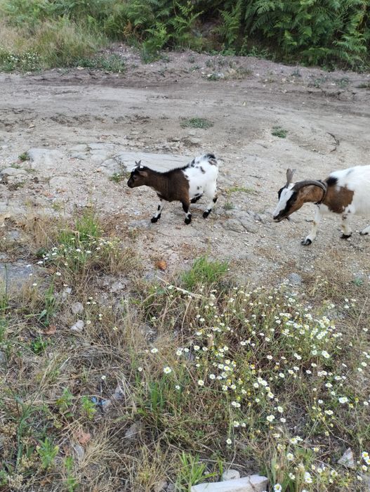 Cabrito anão para venda