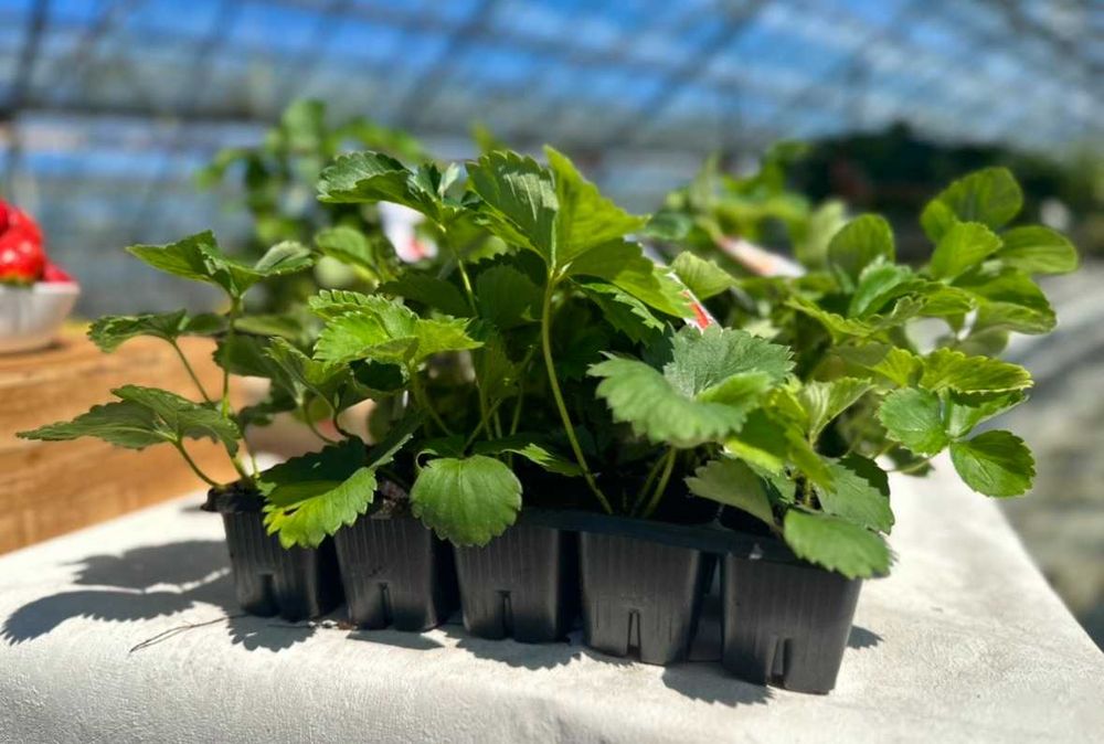 Sadzonki truskawek OWOCUJĄCYCH W TYM ROKU!