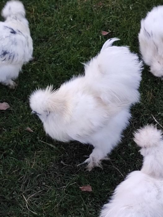 Silka silki kogut kogucik