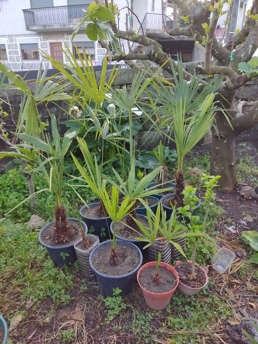 Palmeiras para venda