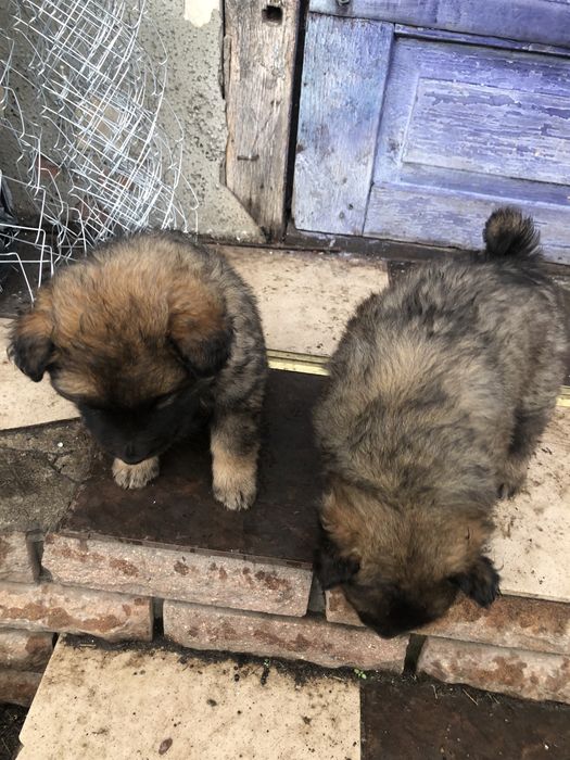 Метіси вівчарки будуть досить виликі