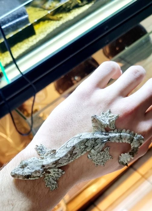 Gekon fałdoskóry/Fałdoskórkon indomalajski (ptyhozoon kuhli)