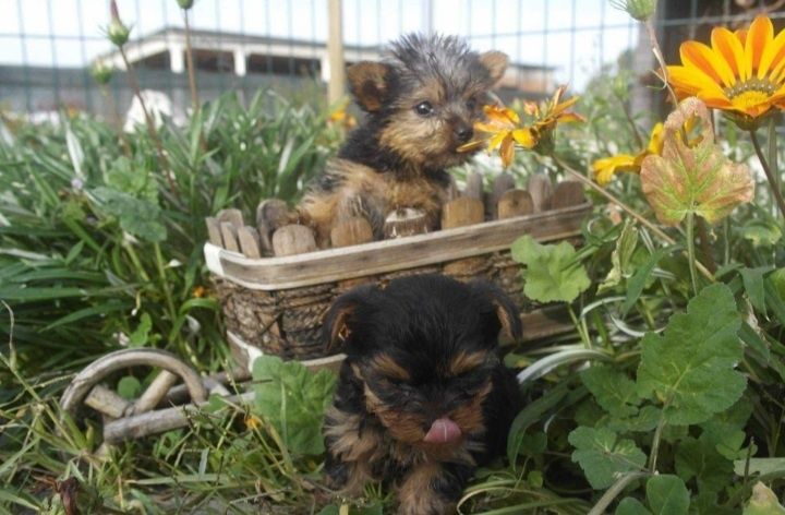 Excelente femea  yorkshire terrier