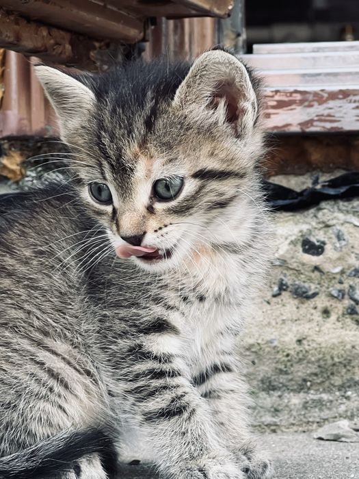 Котенята в добрі руки