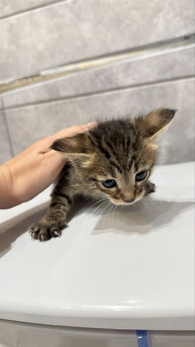 Кошенята два хлопчики і дівчинка