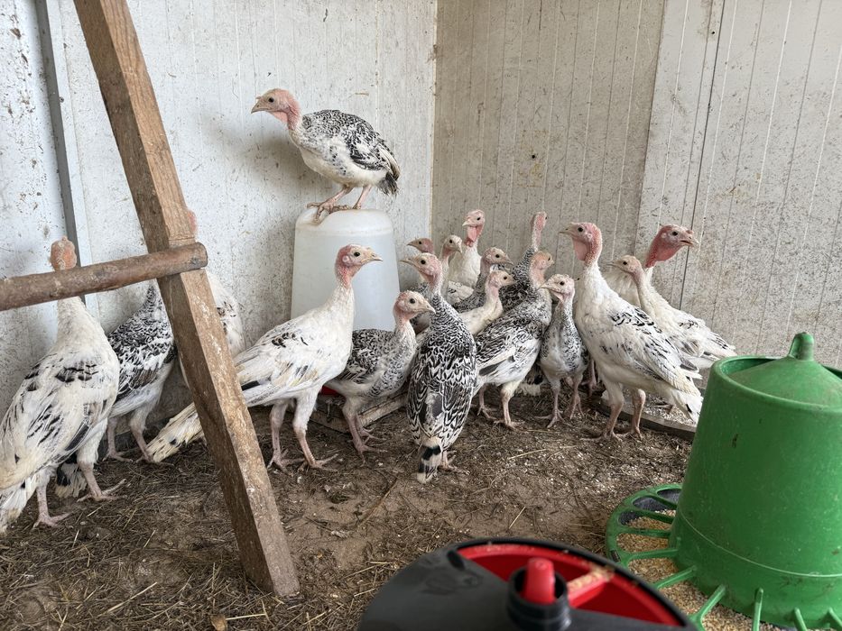 Ovos de peruas criadas naturalmente e ovos