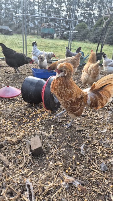 Koguty czubatki zeszłoroczne